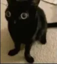 goobercat