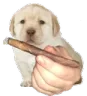 doggyblunt