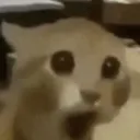 shcok