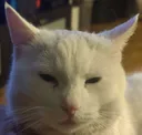 Pleasecat