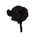 Wblack_rose