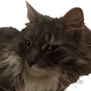CatReally