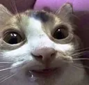CBbudgetdroolcat
