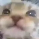meow
