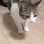CatDeadd