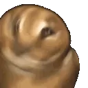shake