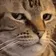 catBruh catBruh