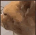 CatConfused