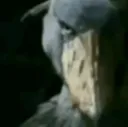 spoopybird