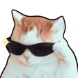 coolcat