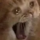 catscreamcry
