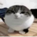 madcat