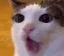 yoooooo