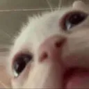 catamg