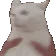 CATSHAKE