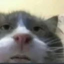 Gato_stare Gato_stare