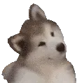 confuseddog confuseddog