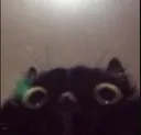 catpeek