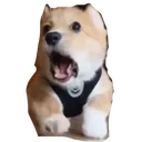 goofy_boi