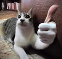 catthumbsup