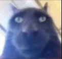 FartCat