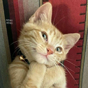 catthink Discord emoji