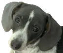 dash