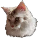 DynamoonCat DynamoonCat