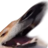 dooger