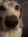 cutedog