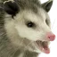 pogpossum Discord Emoji