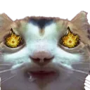 frenzydrooled frenzydrooled