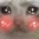 cat_blushing cat_blushing