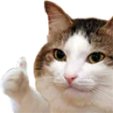 cat_thumbs_up