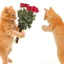 catsinluv Discord Emoji