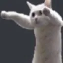longcat