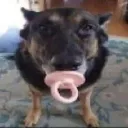 chupetao chupetao
