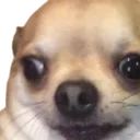 umirusdogstarehuh