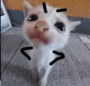 acatangygrrr