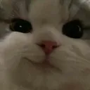 Cat Smile cat_smile Discord Emoji