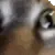 insanecat insanecat