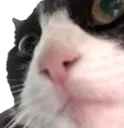 Whadduheck