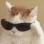 coolcat