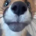 fopstare