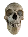 real_skull