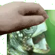 vedalPat