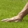 TouchGrass