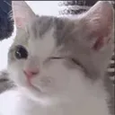 winkcaf
