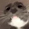 Ayo Ayo