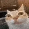 catErm